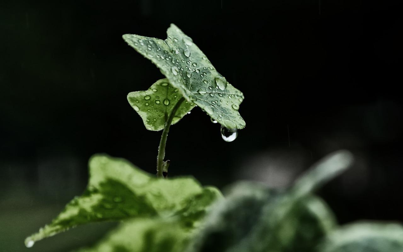 全红婵家门口的水花消失树，现象背后的故事与启示