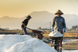 耕地重生与村民的回应，从种植到再次荒废的反思